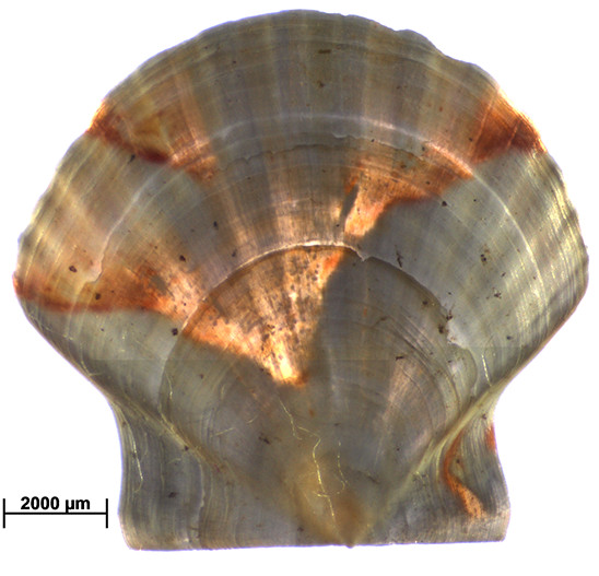 Scallop Shell Stage Research – Ewan Harney